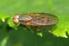 Pherbellia cinerella
